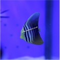 SAILFIN TANG